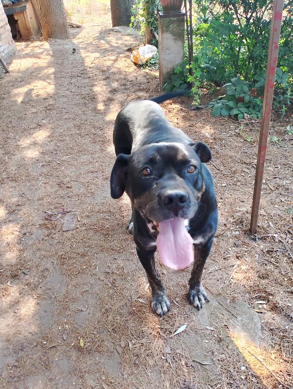 🐾💛IGOR stupendo cane corso cerca la sua famiglia 💕🧑🏻‍🧑🏻‍🧒🏻 Foto 7